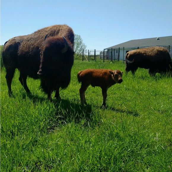 Meet your Posher, Jodi - Picture 2 of 2